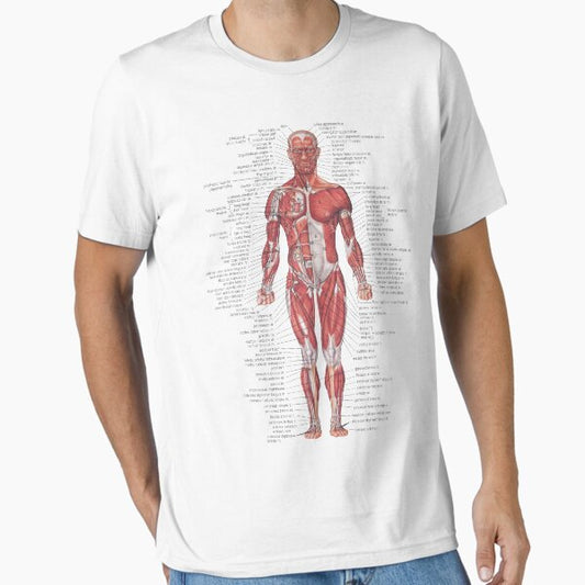 Muscular System of the Human Body Essential T-Shirt for Sale by Hoorahville